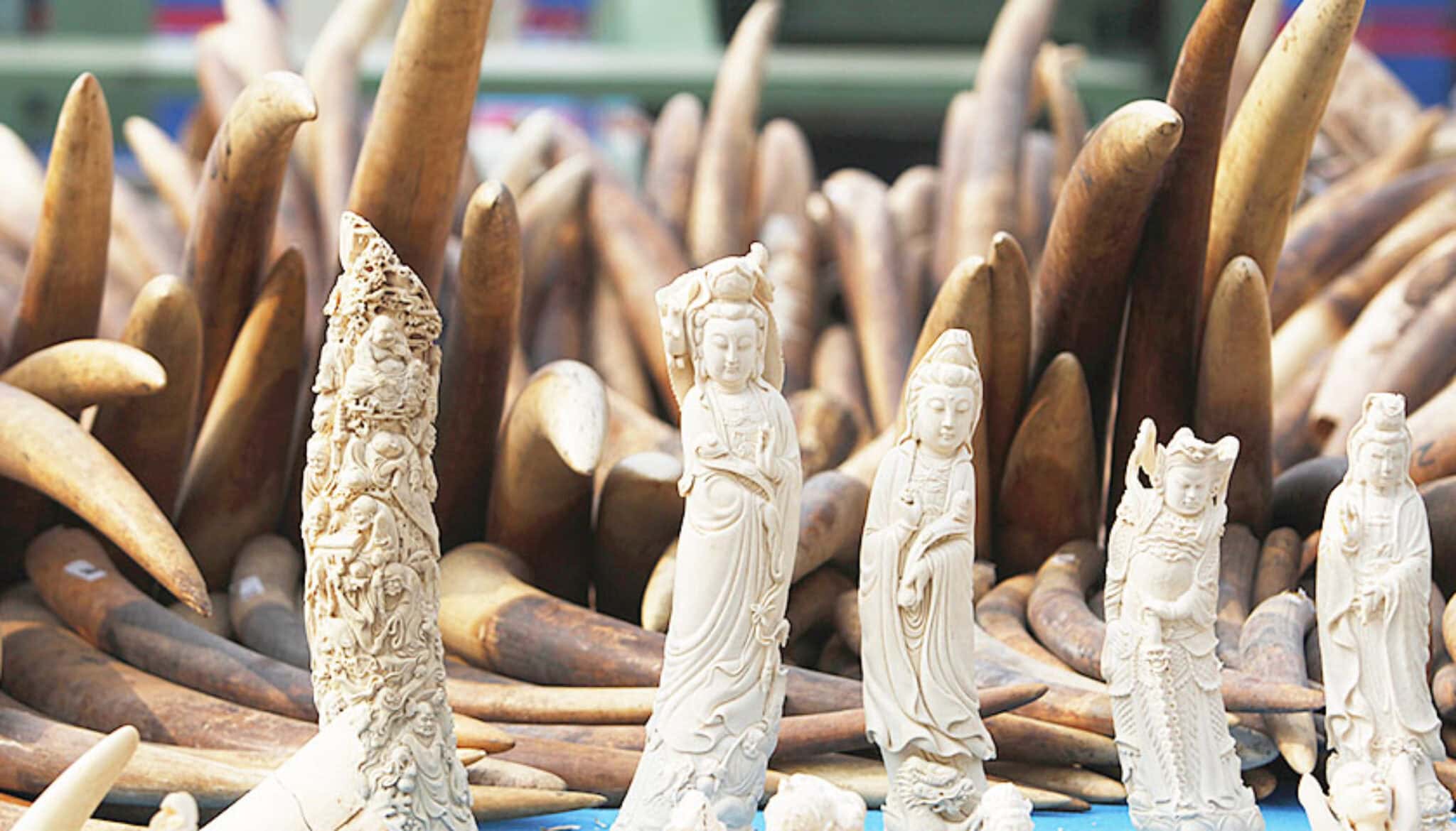 Discover the World of Ivory Beauty Science Surprising Alternatives ...