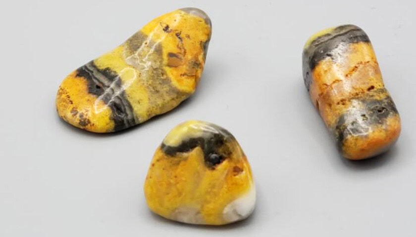 Bumble Bee Jasper 2