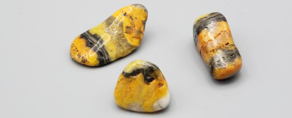 Bumble Bee Jasper 2