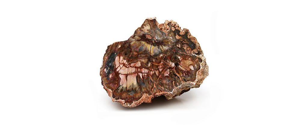 Petrified Wood