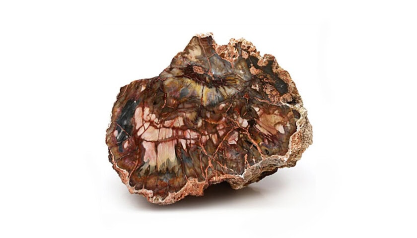 Petrified Wood