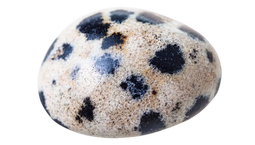 Dalmatian Jasper 01