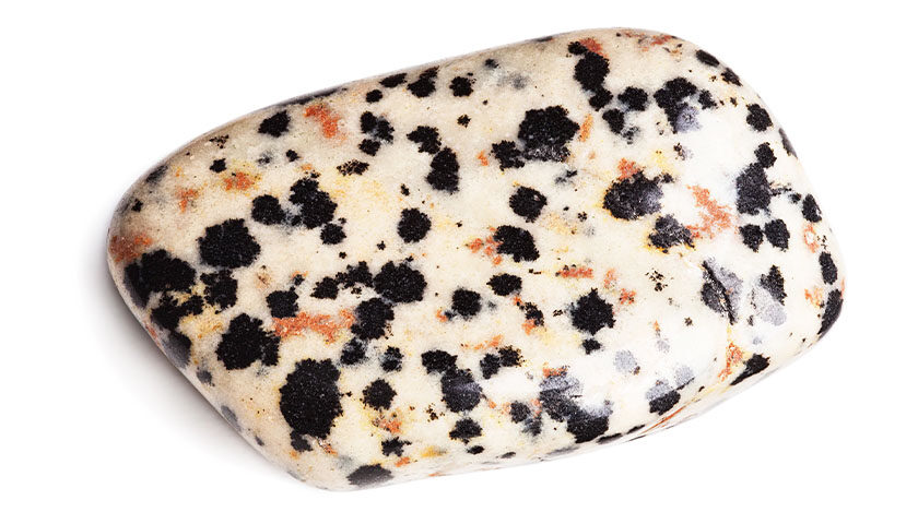 Dalmatian Jasper 03