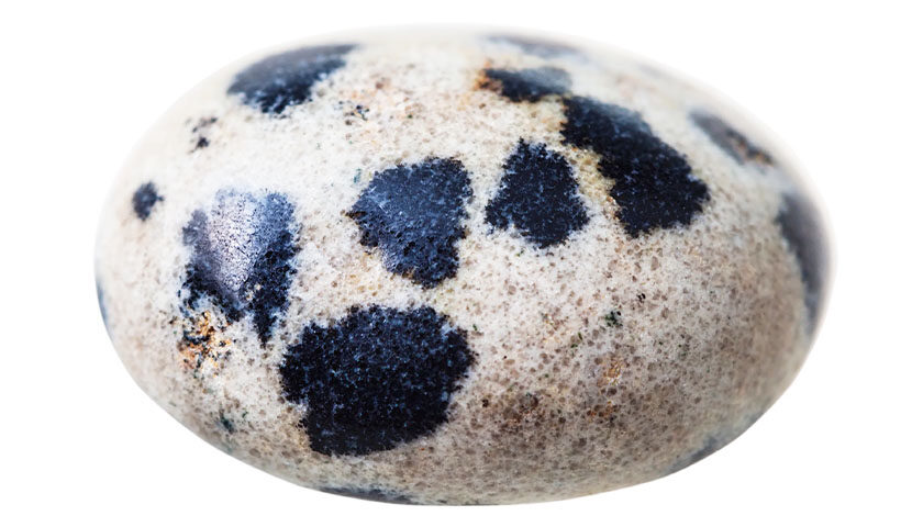 Dalmatian Jasper 05