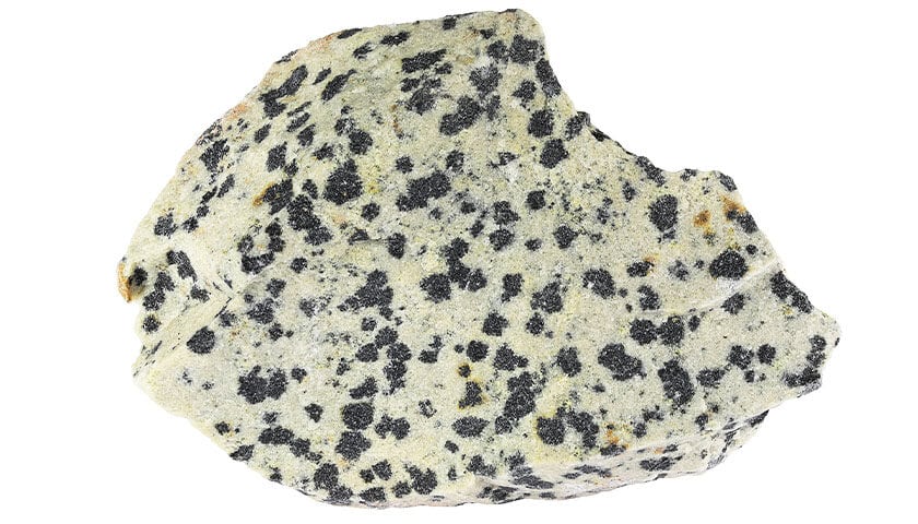 Dalmatian Jasper 06