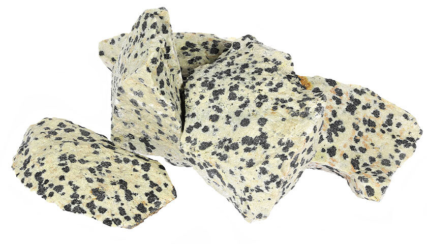 Dalmatian Jasper 07