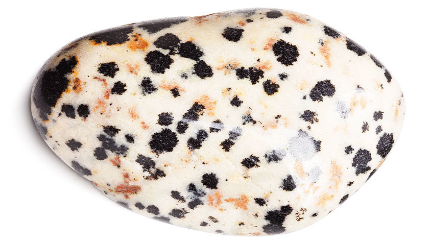 Dalmatian Jasper 10