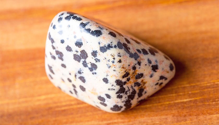 Dalmatian Jasper 12